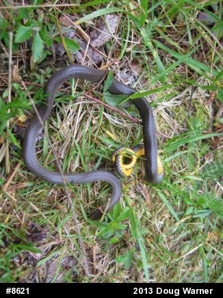 Northern Ring-necked Snake