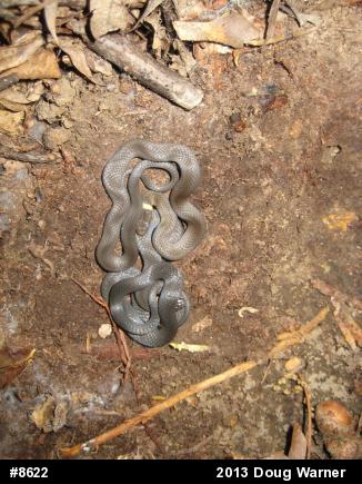 Northern Ring-necked Snake