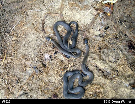 Northern Ring-necked Snake