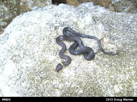 Northern Ring-necked Snake