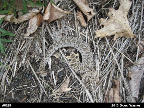 Eastern Hog-nosed Snake