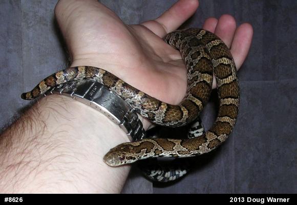 Eastern Milksnake