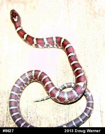 Eastern Milksnake