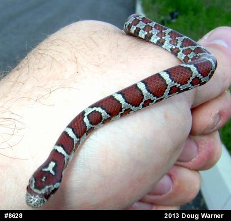 Eastern Milksnake