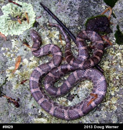 Eastern Milksnake