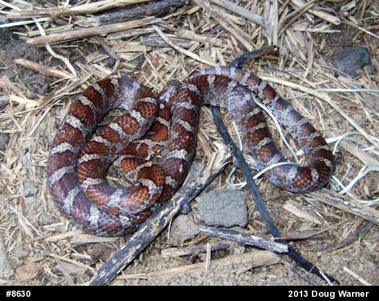 Eastern Milksnake