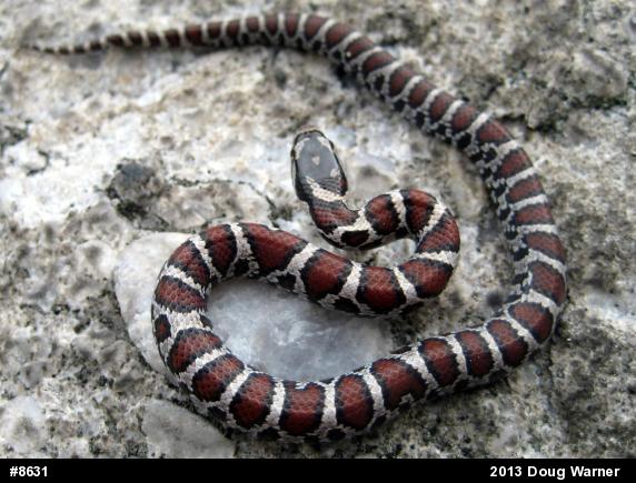 Eastern Milksnake