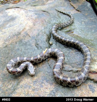 Eastern Milksnake