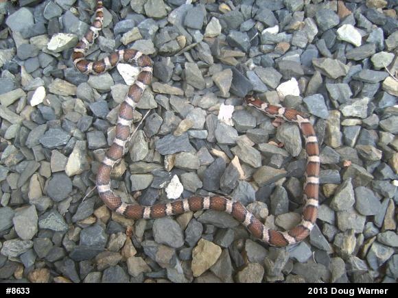 Eastern Milksnake