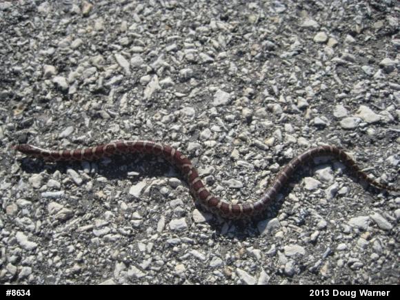 Eastern Milksnake