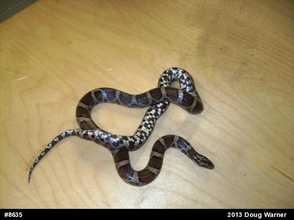 Eastern Milksnake