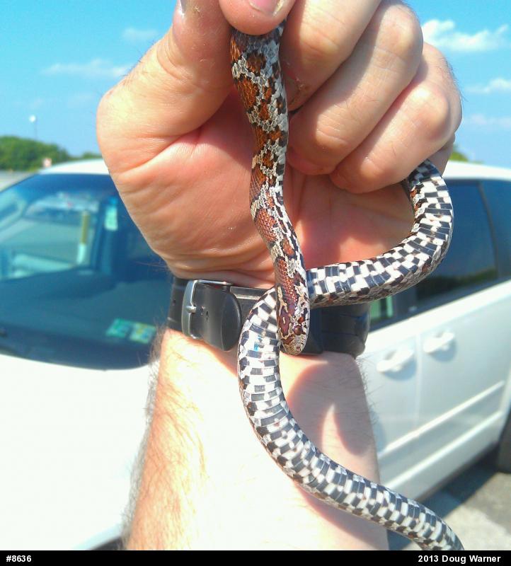 Eastern Milksnake