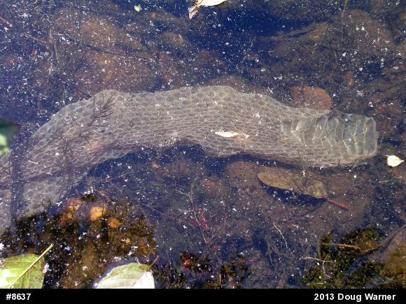 Northern Watersnake