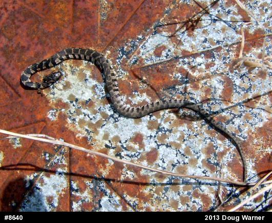 Northern Watersnake