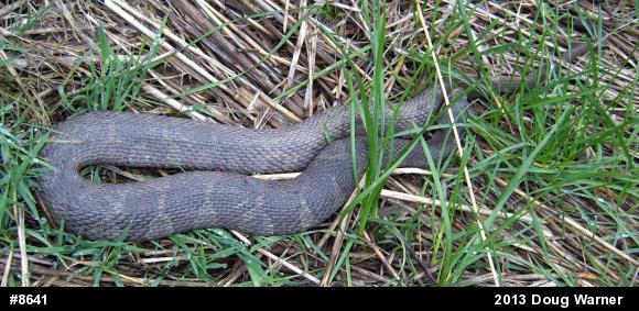Northern Watersnake