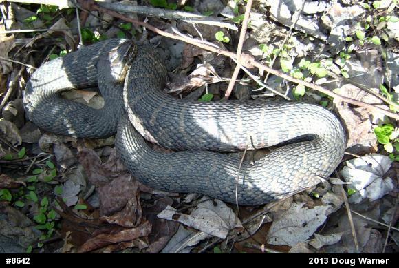 Northern Watersnake