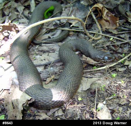 Northern Watersnake