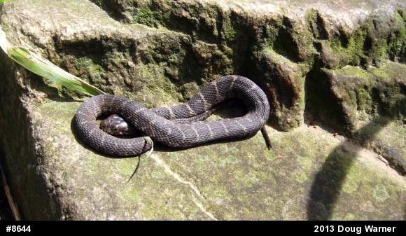 Northern Watersnake