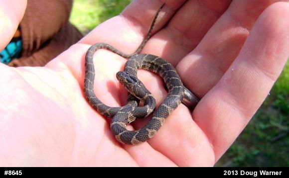 Northern Watersnake