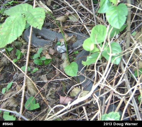 Northern Watersnake