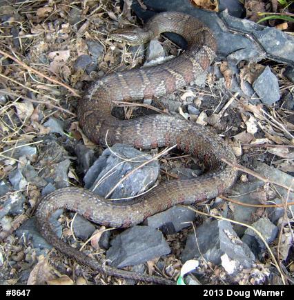 Northern Watersnake