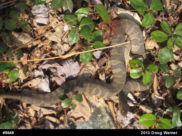 Northern Watersnake