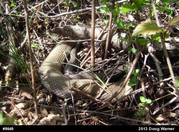 Northern Watersnake
