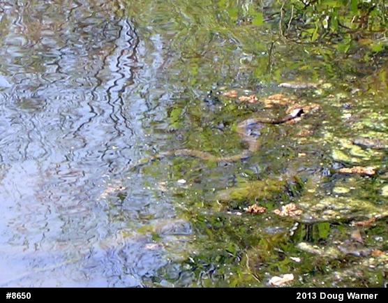 Northern Watersnake