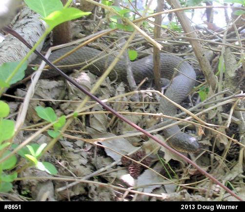 Northern Watersnake