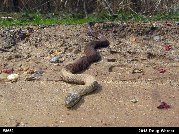 Northern Watersnake