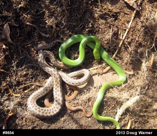 Smooth Greensnake