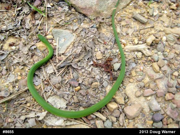 Smooth Greensnake