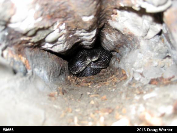 Eastern Ratsnake