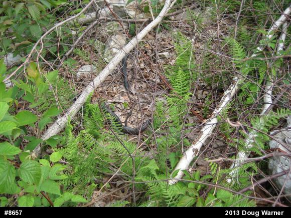 Eastern Ratsnake