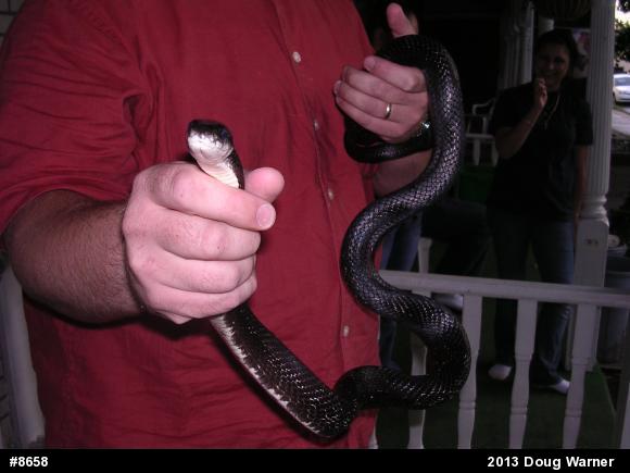 Eastern Ratsnake