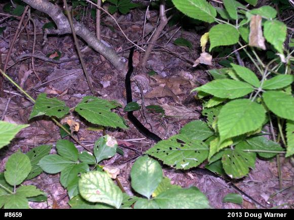 Eastern Ratsnake