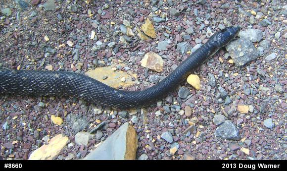 Eastern Ratsnake
