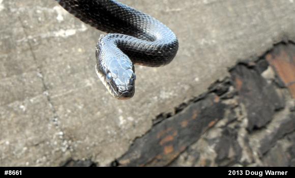 Eastern Ratsnake