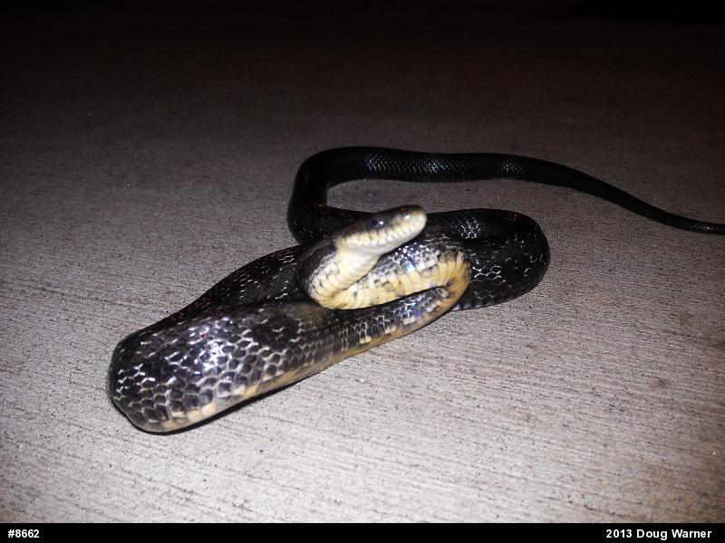 Eastern Ratsnake