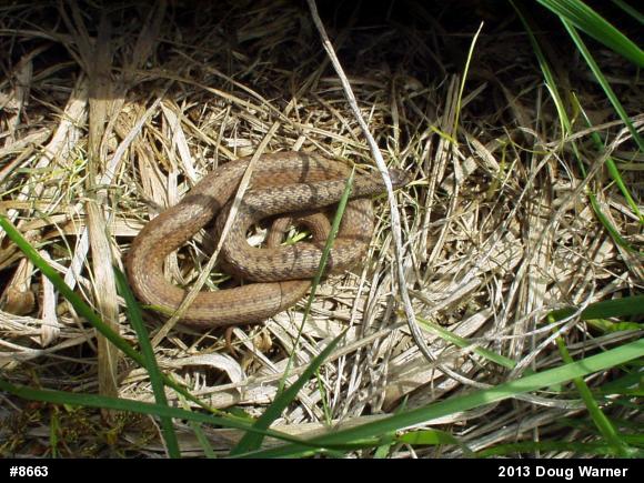 Dekay's Brownsnake