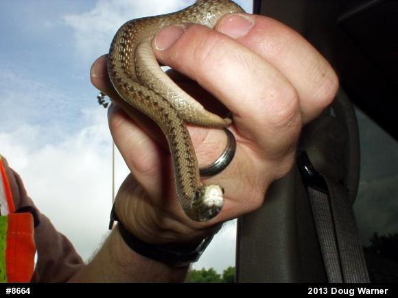 Dekay's Brownsnake
