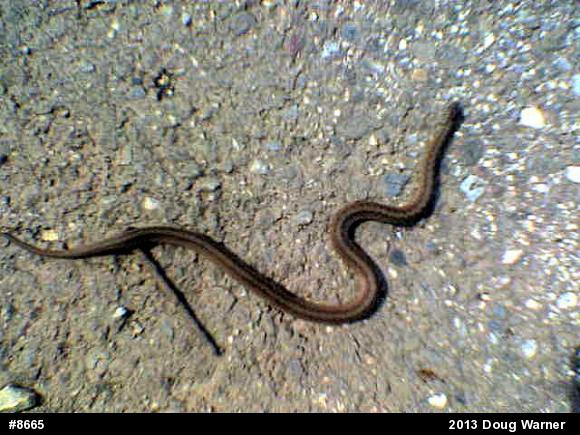 Dekay's Brownsnake