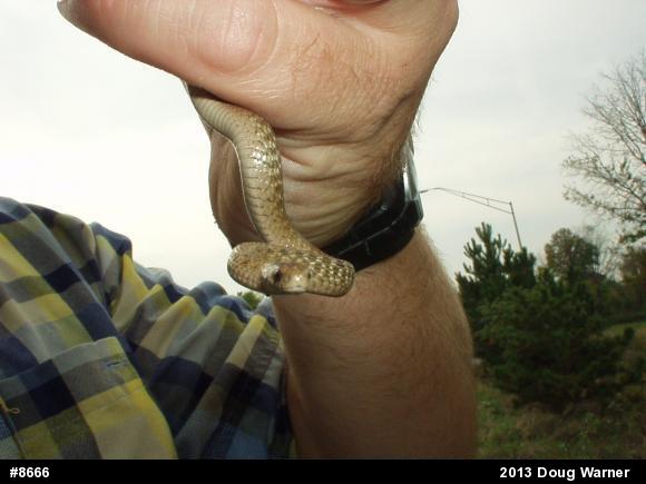 Dekay's Brownsnake