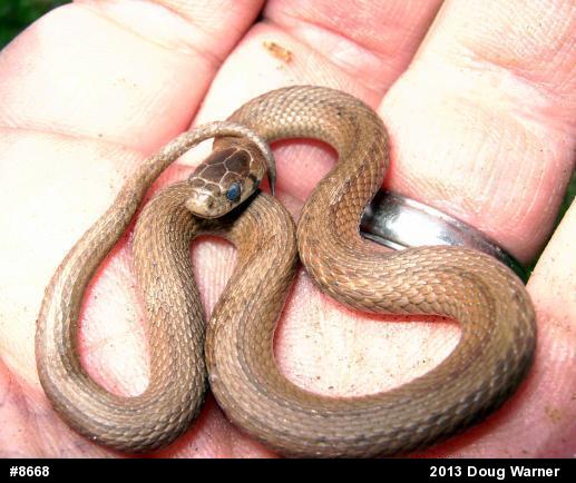 Dekay's Brownsnake