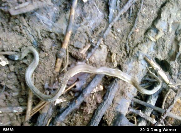Dekay's Brownsnake