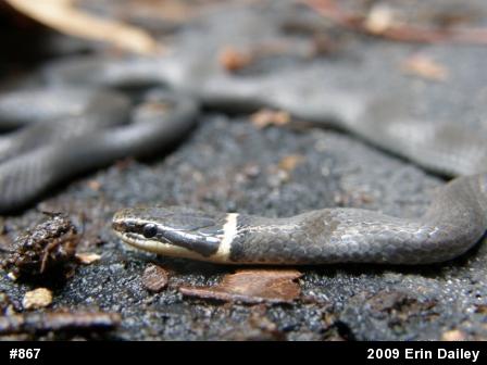 Northern Ring-necked Snake