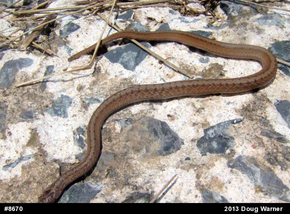 Dekay's Brownsnake
