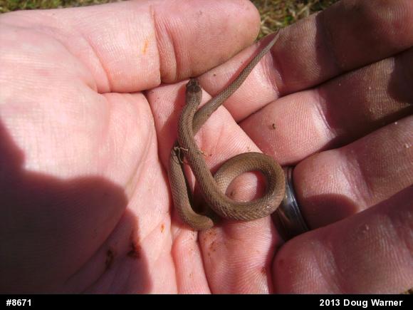 Dekay's Brownsnake