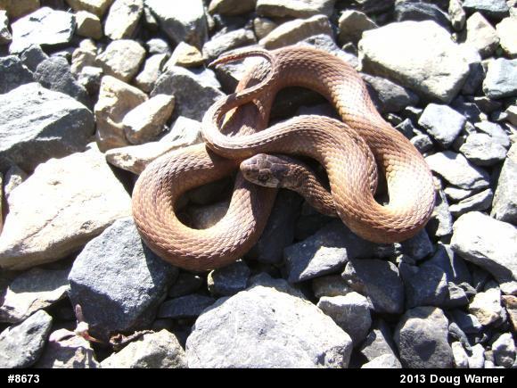Dekay's Brownsnake