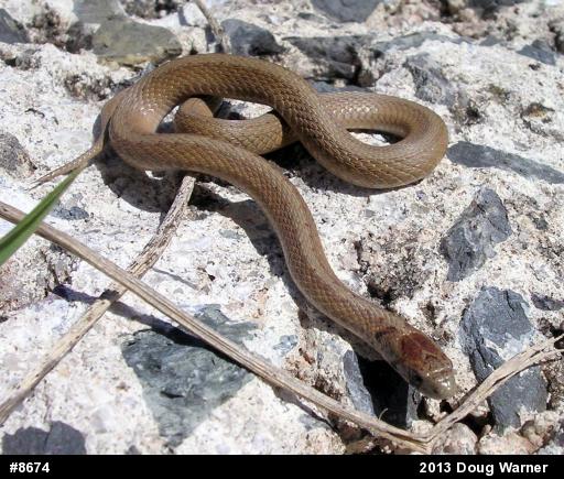 Dekay's Brownsnake